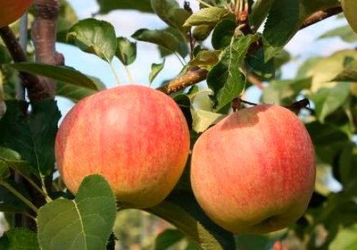 Wenn unsere Äpfel reif sind, werden sie gemeinsam geerntet und verarbeitet.